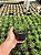 Haworthia attenuata Pt11 - Imagem 2
