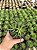 Haworthia attenuata Pt11 - Imagem 3