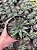 Haworthia attenuata var. radula Pt11 - Imagem 2