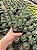 Haworthia attenuata var. radula Pt11 - Imagem 3