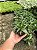 Bergeranthus multiceps schwantes Pt11 - Imagem 1