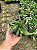 Bergeranthus multiceps schwantes Pt11 - Imagem 2