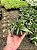 Bergeranthus multiceps schwantes Pt11 - Imagem 3