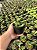 Gasteria bicolor var. liliputana Pt11 - Imagem 3