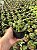 Gasteria bicolor var. liliputana Pt11 - Imagem 1