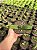 Gasteria little warty Pt11 - Imagem 2