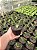 Gasteria little warty Pt11 - Imagem 3