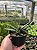 Gasteria bicolor Pt11 - Imagem 1