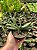 Gasteria bicolor Pt11 - Imagem 2
