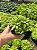 Haworthia retusa var. turgida caespitosa Pt11 - Imagem 1