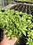 Haworthia retusa var. multilineata Pt11 - Imagem 2