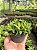 Haworthia retusa var. multilineata Pt11 - Imagem 3
