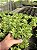 Haworthia retusa var. multilineata Pt11 - Imagem 1