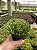 Huernia tabarorbea Pt11 - Imagem 1