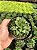 Haworthia retusa Pt11 - Imagem 2