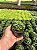 Haworthia retusa Pt11 - Imagem 1