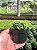 Haworthia retusa Pt11 - Imagem 3