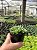 Haworthia Sp. Pt11 - Imagem 3