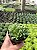 Haworthia Sp. Pt11 - Imagem 2