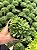 Haworthia Sp. Pt11 - Imagem 1