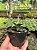 Haworthia venosa subsp. tesselata Pt11 - Imagem 3