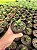 Haworthia venosa subsp. tesselata Pt11 - Imagem 2