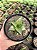 Haworthia venosa subsp. tesselata Pt11 - Imagem 1