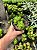 Haworthia cymbiformis var. obtusa Pt11 - Imagem 1