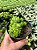 Haworthia cymbiformis var. obtusa Pt11 - Imagem 2