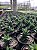 Haworthia limifolia x fasciata Pt11 - Imagem 3