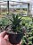 Haworthia limifolia x fasciata Pt11 - Imagem 2