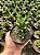 Haworthia limifolia x fasciata Pt11 - Imagem 1