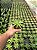 Haworthia limifolia var. ubomboensis Pt11 - Imagem 1