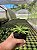 Haworthia limifolia var. ubomboensis Pt11 - Imagem 2