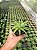 Haworthia limifolia var. ubomboensis Pt11 - Imagem 3