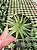 Haworthia limifolia var. ubomboensis Pt11 - Imagem 4