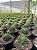 Haworthia fasciata Pt11 - Imagem 4