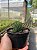 Haworthia fasciata Pt11 - Imagem 3