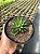 Haworthia fasciata Pt11 - Imagem 2