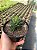 Haworthia fasciata Pt11 - Imagem 1