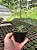 Haworthia limifolia var. spiralis Pt11 - Imagem 2