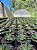 Haworthia limifolia var. spiralis Pt11 - Imagem 4