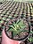 Haworthia limifolia var. spiralis Pt11 - Imagem 1