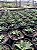 Haworthia limifolia var. arcana Pt11 - Imagem 4