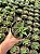 Haworthia limifolia var. arcana Pt11 - Imagem 2