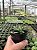 Haworthia limifolia var. arcana Pt11 - Imagem 3