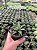 Haworthia limifolia var. arcana Pt11 - Imagem 1