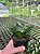 Sansevieria trifasciata Hahnii Pt11 - Imagem 3