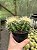 Echinocactus grusonii - Duplo - Pt11 - Imagem 1