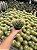 Echinocactus grusonii - Duplo - Pt11 - Imagem 4